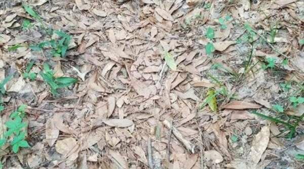 Κουίζ από βιολόγο: Πού είναι το φίδι στην εικόνα;