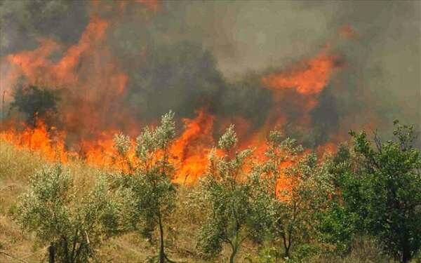 Άνδρος: Πυρκαγιά στον Αμμόλοχο